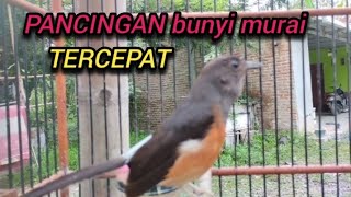 TERCEPATPANCINGAN MURAI AGAR BUNYI  Murai batu betina memanggil jantan  white rumped shama [upl. by Wernda]