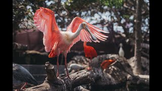 Curso “Manejo mantenimiento y conservación de aves acuáticas y marinas” [upl. by Nuawtna]