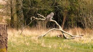 Sky Hunters bird of prey display at Muncaster Castle [upl. by Chrysler885]