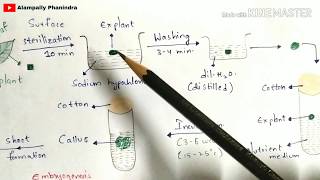 Plant tissue culture technique  Step by step process  Procedure  Bio science [upl. by Leal703]