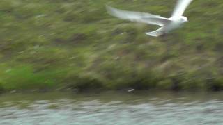 Juvenile Glaucous Gull at St Gothian Sands [upl. by Fredie]