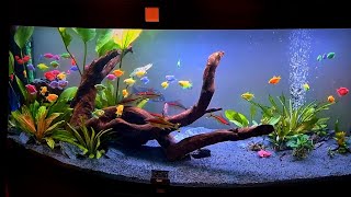 juwel aquarium Vsion 450 by natureaquariumdesign [upl. by Warp167]