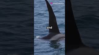 Orca vs Great White Shark Who Wins wildlife orca sharks [upl. by Acilejna986]