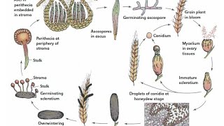 Life cycle of ergot [upl. by Brotherson]