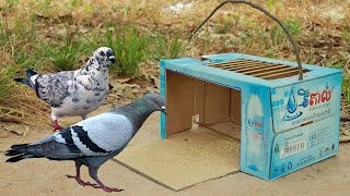 Best Quick Bird Trap Make From Vital Cardboard Box And Woods  Simple Pigeon Trap Easy [upl. by Egiarc]