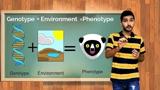 what is Phenotypic plasticity [upl. by Aloysius]