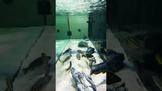 240 Gallon All Male Predatory Hap Cichlid Tank fish aquarium africancichlids fishtank [upl. by Nedaj912]