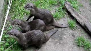 New Zealand  Otters talking [upl. by Lepp]