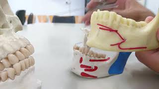 Mandible anatomy Practical anatomy [upl. by Inittirb292]