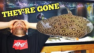 PET STINGRAY KILLS 2 EXPENSIVE AQUARIUM FISH [upl. by Lark]