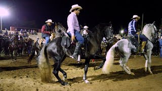 ⭐ CABALLOS BAILADORES DESPUES DE LA CABALGATA EN CULIACAN [upl. by Ahsiuqat]