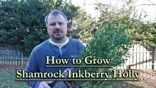 How to grow Shamrock Inkberry Holly Compact Growing Evergreen Shrub [upl. by Etteuqram96]