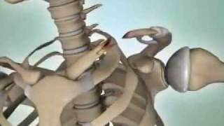 Shoulder Fractures  DePuy Videos [upl. by Akenaj]