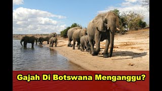 20 000 Gajah Akan Dikirim Botswana Ke JermanIni Alasannya [upl. by Sakmar]