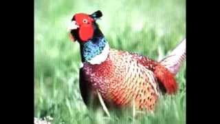 THE PHEASANT bird song  AV [upl. by Cypro]