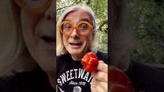 Dragons Breath My Favorite Hot Peppers 2023 [upl. by Meadow]