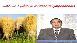 امراض الاغنام 5 السل الكاذب Caseous lymphadenitis [upl. by O'Donnell]