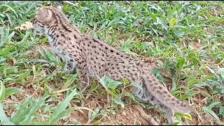 visayan leopard cat Danaya [upl. by Larry518]