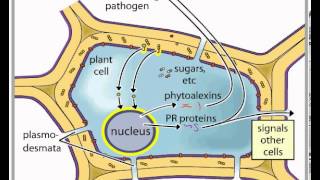 Signaling Plant Pathogen [upl. by Anoek]