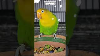 Soft food in summer amp rain yes or nosoftfood birds dhillonaviary rahimalidhillon lovebirds [upl. by Cyprio446]