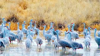 Sandhill Cranes in Wilcox AZ [upl. by Sadira]