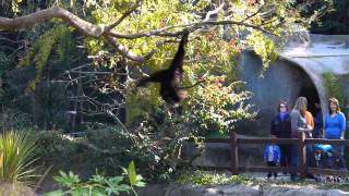 Gibbon swinging through the trees very fast [upl. by Kelleher]