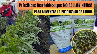 3 Prácticas Rentables que NO FALLAN NUNCA en CULTIVOS DE TOMATES [upl. by Derry54]