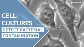 How to subculture passage primary cells [upl. by Doraj846]