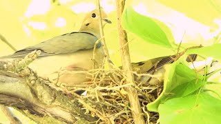 Mourning Doves Build a Nest [upl. by Brendis853]