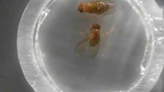 Sexy Drosophila Courtship [upl. by Zacharie]