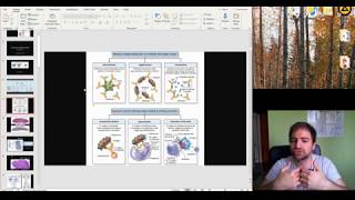 Histology of the Immune system and Lymphoid organs part 1 [upl. by Iroc249]