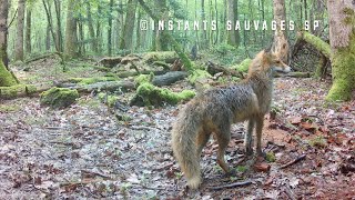 Comment échapper à une martre quand on est un campagnol  instants sauvages SP 20240607 [upl. by Vin]