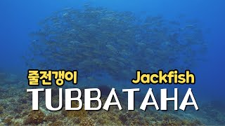 투바타하 리프 8 잭피쉬 스쿨링 jackfish schooling [upl. by Dygall]