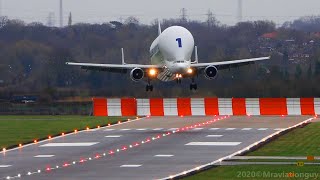 Airbus BELUGA Fantastic CROSSWIND Landing  A300600ST Beluga Plane Spotting at Hawarden Airport [upl. by Flinn934]