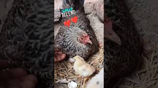 Aseel hen with her eggs and chicks ❤️ ytshorts hen aseel shortfeed funny [upl. by Reitman259]