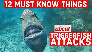 The Revenge of the Triggerfish 12 things to know about Triggerfish amp Triggerfish Attacks [upl. by Raimes750]