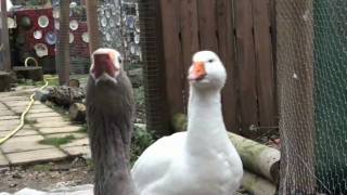 quotGeese on Guardquot at Spitalfields City Farm [upl. by Rizas]