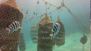 Sponge Farming in Jambiani  The early days [upl. by Berrie]