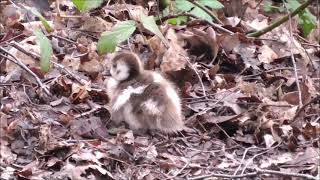 Poorly 6 day old Egyptian Gosling who gets stepped on Tearjerker 26th March 2021 [upl. by Nylasoj]