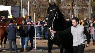 🐎 Pferdemarkt Geislingen an der Steige am 13022024 🐎 GeislingenanderSteige73312 [upl. by Piane]