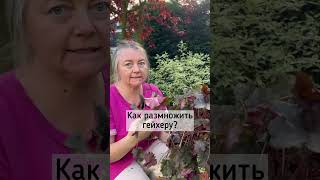 Дели и властвуй над сорняками ☘️Как поделить и размножить гейхеру☘️ Вечнозеленый почвопокровник☘️ [upl. by Kurtzig586]