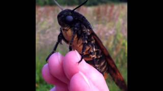 DeathsHead Hawkmoth  Acherontia atropos [upl. by Macdermot]