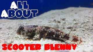 All About The Scooter Blenny or Dragonet [upl. by Nena]