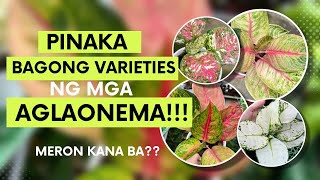 NEWEST AGLAONEMA VARIETIES TO ADD IN YOUR COLLECTION [upl. by Lleryt]