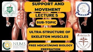 ULTRASTRUCTURE OF SKELETON MUSCLES  MDCATNUMS  TOPIC SUPPORT AND MOVEMENT [upl. by Culbert]