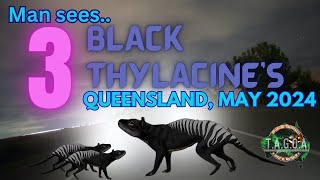 Black Thylacine sighting with 2 x Joeys Clermont Queensland May 2024 with Frank [upl. by Ynolem]