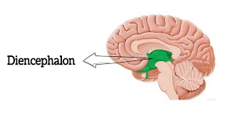 Anatomy of Diencephalon  Thalamus  Hypothalamus  থ্যালামাস  হাইপোথ্যালামাস [upl. by Sharai55]