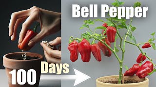 Red Bell Pepper 🌶️ in 100 Days 🌱 Seed To Fruit Time Lapse  Bonus [upl. by Nerahs]