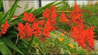 Best plants for pollinators Crocosmia Lucifer a bright red Montbretia fully hardy in the UK [upl. by Haraj]