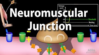 Neuromuscular Junction Animation [upl. by Burgener]